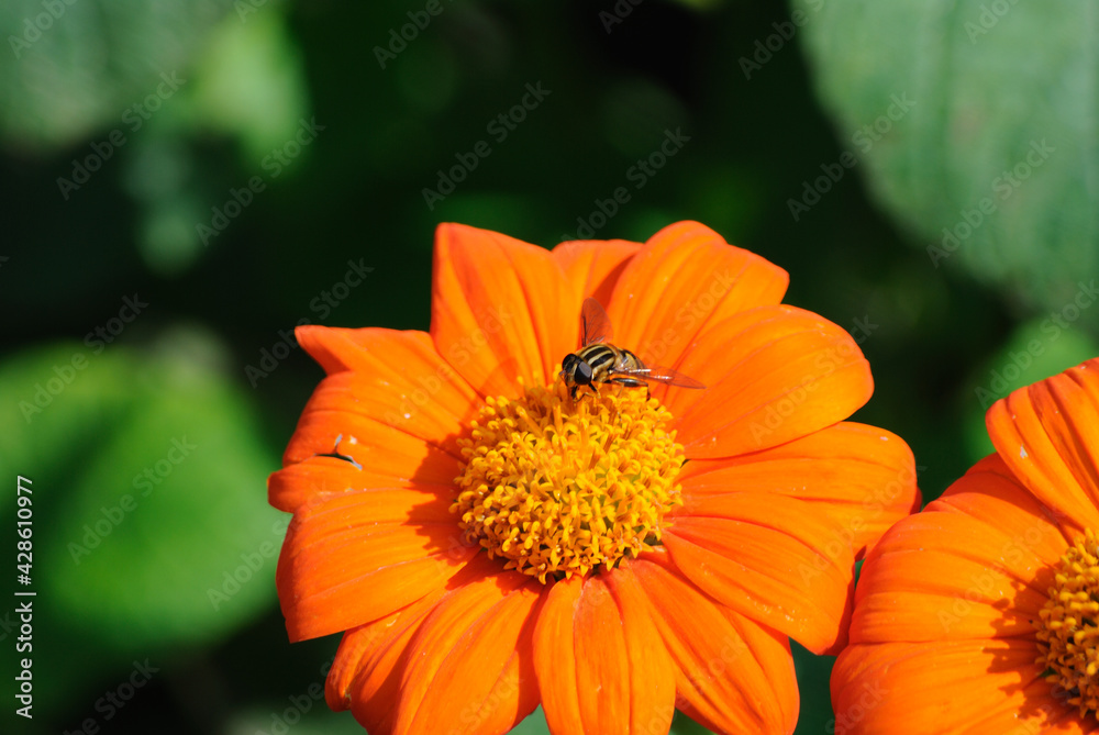 flower petals in full bloom with a bee flower petals in full bloom with a bee