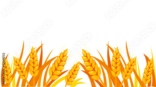 wheat isolated on white . golden wheat spikes isolated on white background