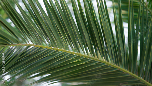 Fresh green palm tree foliage  tropical nature