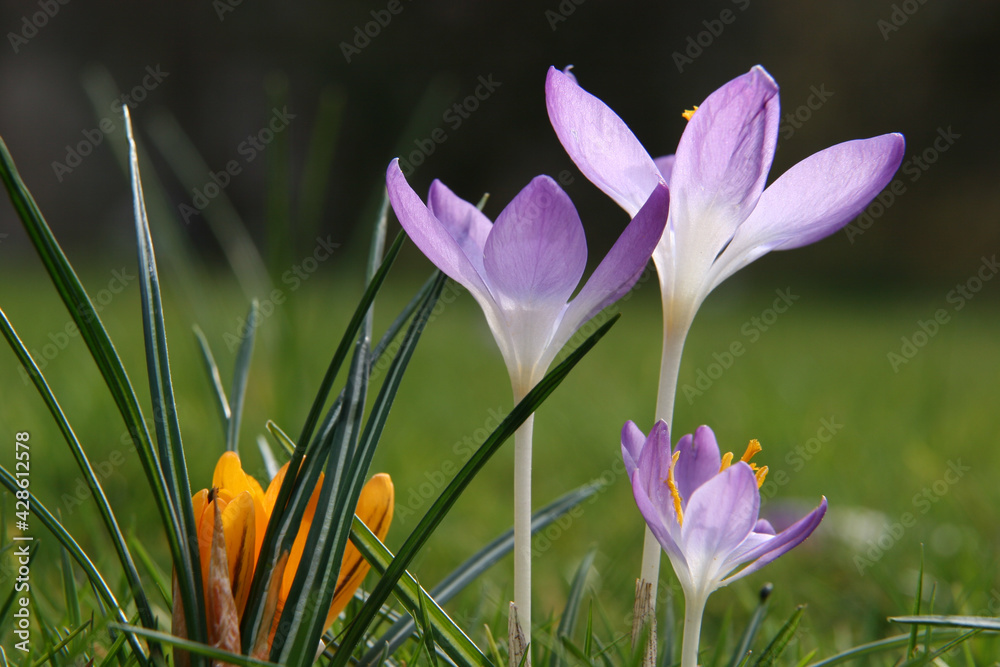 crocuses in the grass