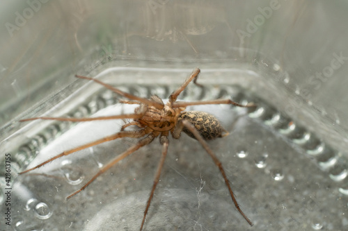 a Caught big dark common house spider in a glass jar in a residential home