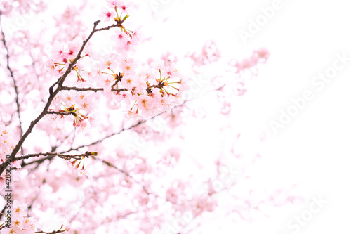背景用テクスチャーの桜