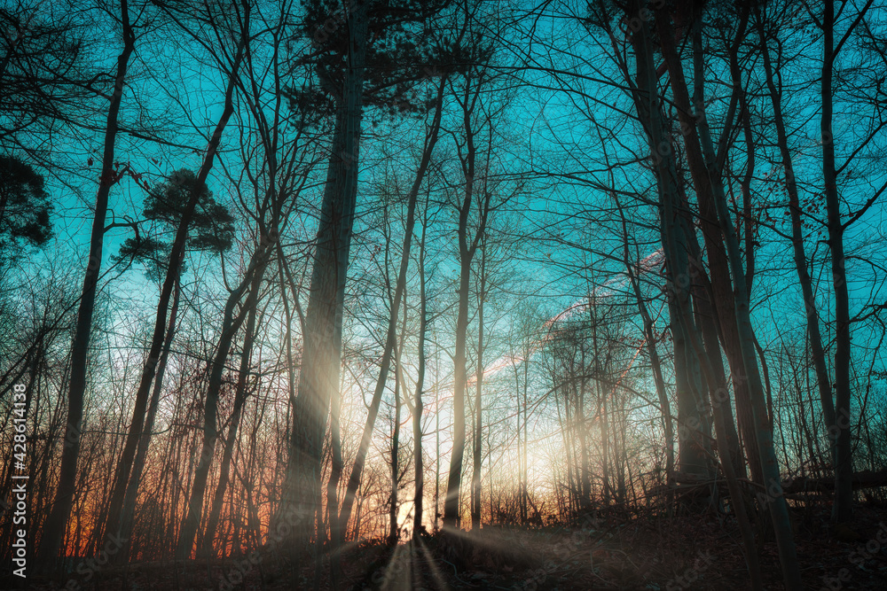 Sunrise in the forest