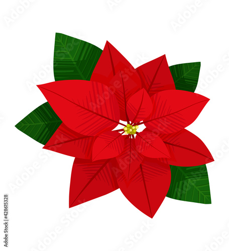 Green and red leaves of beautiful plant poinsettia on white background