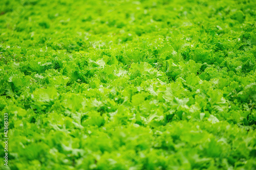 Farming of mountain lettuce fields