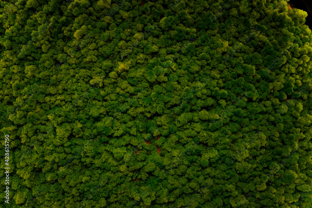 green moss texture background