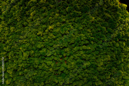 green moss texture background © elenaseiryk