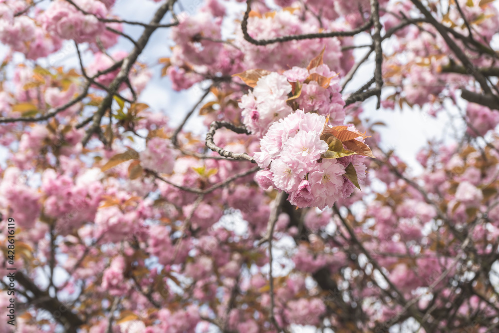 Flowers of a ornamental cherry tree in spring (Prunus serrulata) Flowers of a ornamental cherry tree in spring (Prunus serrulata)