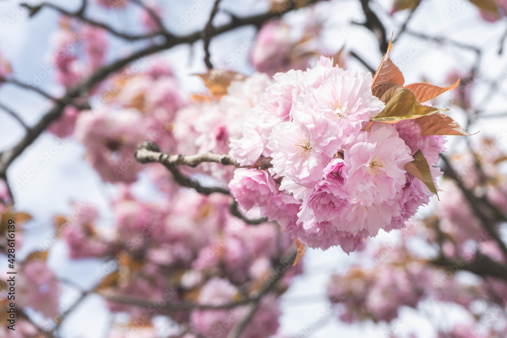 Flowers of a Japanese cherry tree in spring (Prunus serrulata). Sakura Flowers of a Japanese cherry tree in spring (Prunus serrulata). Sakura
