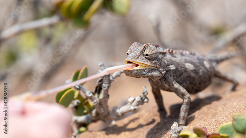Fototapeta Naklejka Na Ścianę i Meble -  An attentive, hungry chameleon in the Namib Desert near Swakopmund, Namibia, Africa.