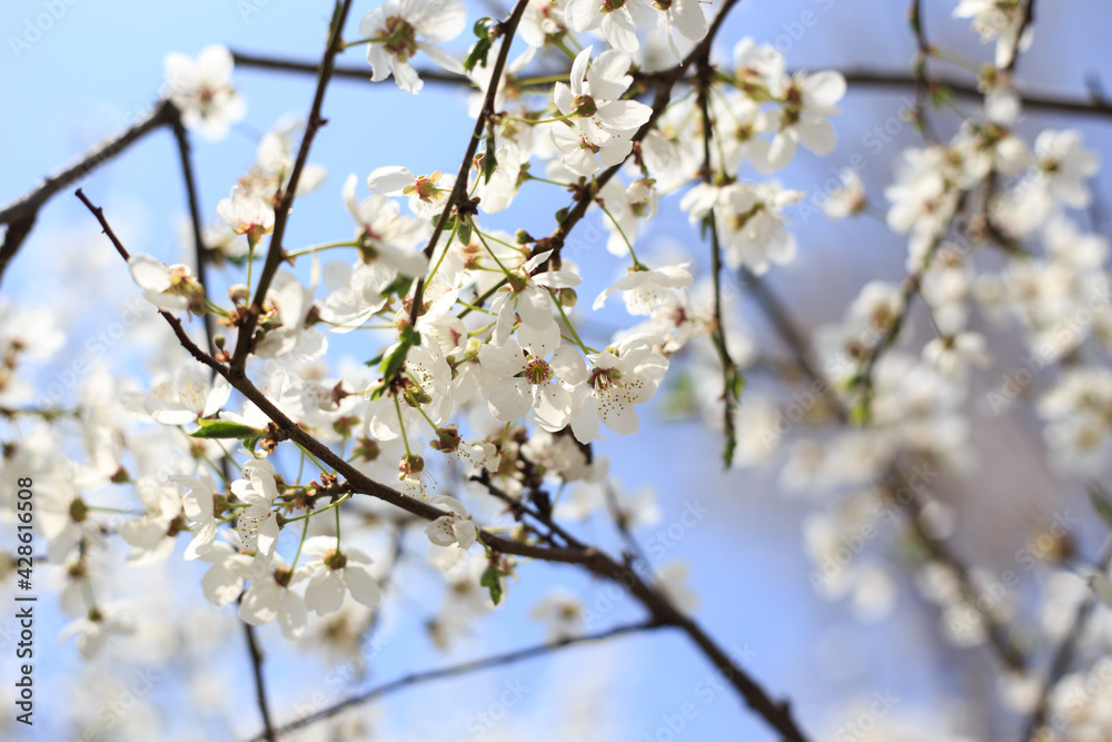 Flowering cherry against a blue sky. Cherry blossoms. Spring background. Flowering cherry against a blue sky. Cherry blossoms. Spring background.