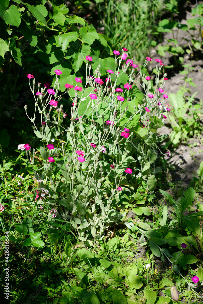 Consolida (sykiriki, wildlife), flowers in the garden