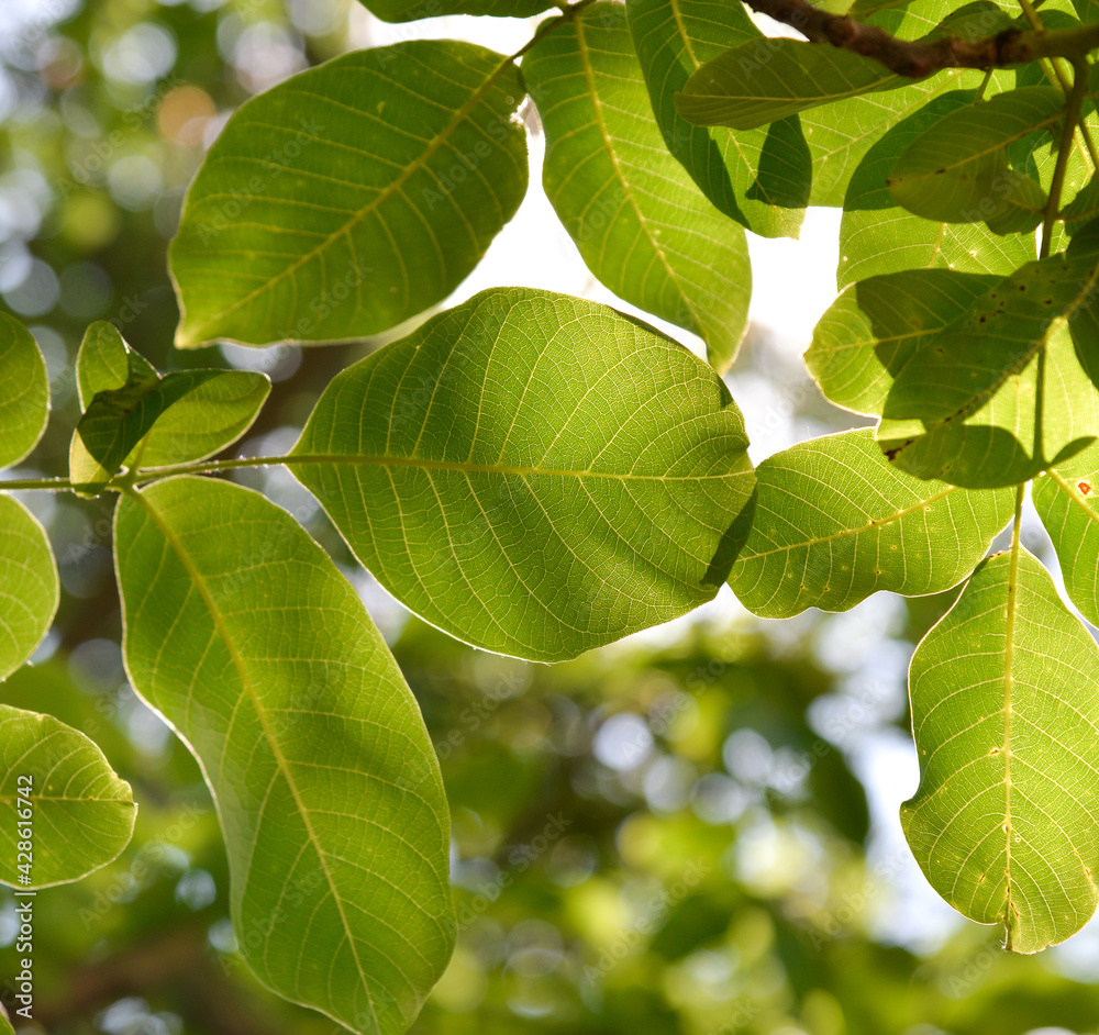 walnut tree, green leaves against the sky. Floral green background. walnut tree, green leaves against the sky. Floral green background.