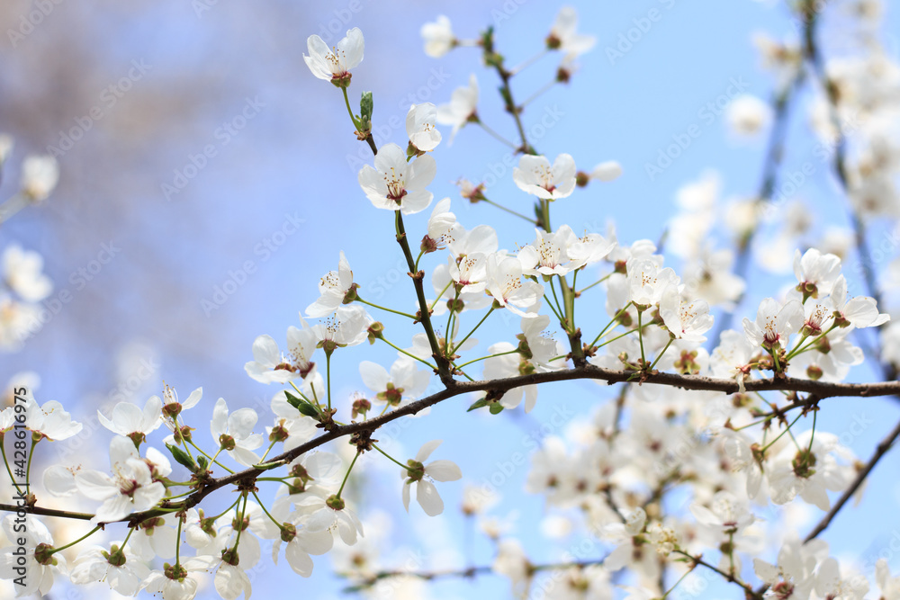 Flowering cherry against a blue sky. Cherry blossoms. Spring background.