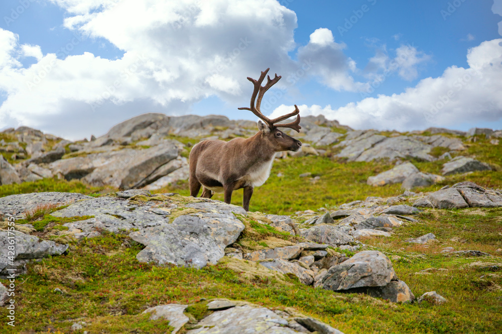 Reindeer at Seterfjellet mountain,Helgeland,Nordland county,Norway,scandinavia,Europe