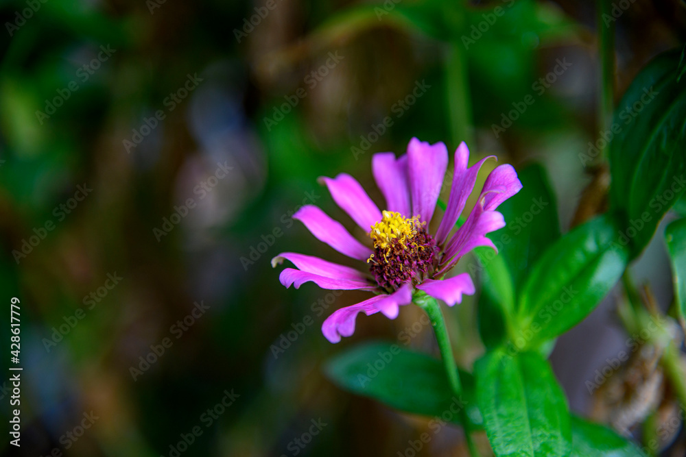 pink zinnia flower little garden