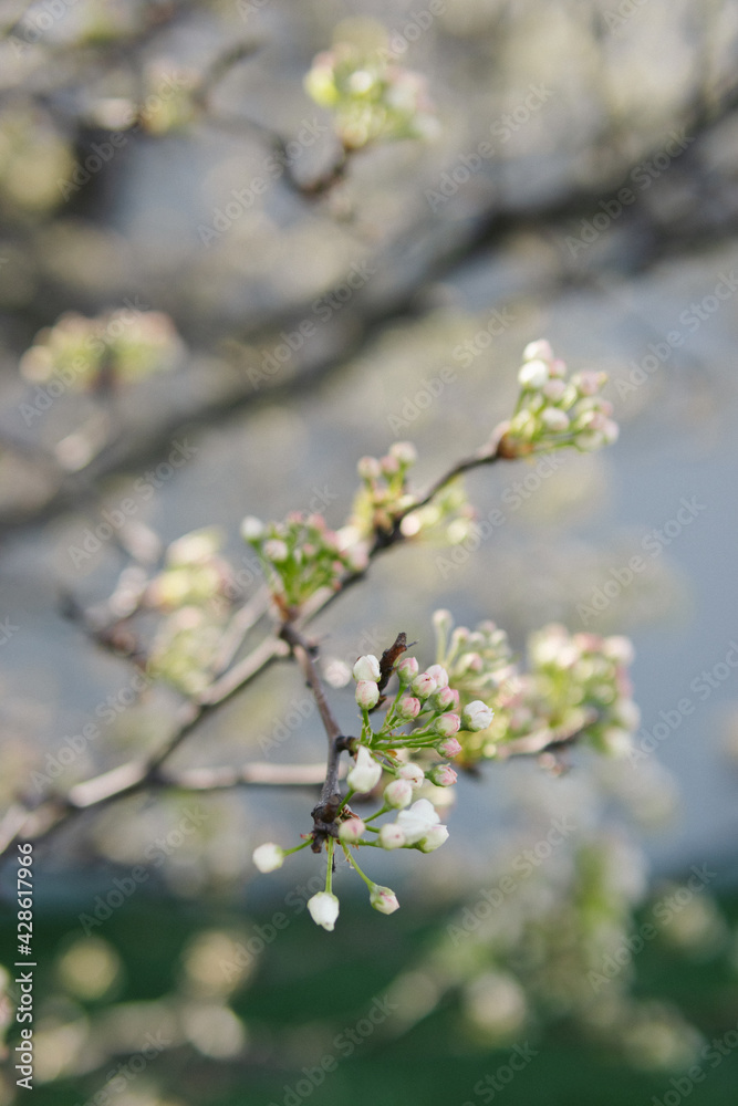 blooming cherry tree blooming cherry tree