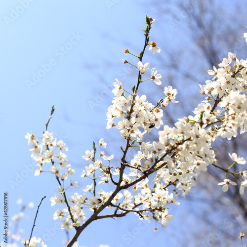 Flowering cherry against a blue sky. Cherry blossoms. Spring background.