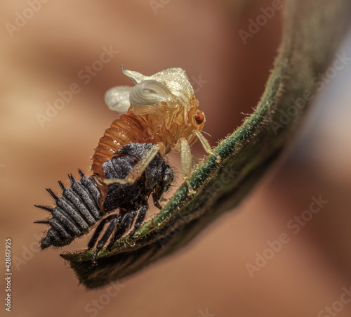 metamorphosis of a leafhopper photo
