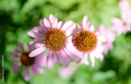 Blooming purple coneflower. Echinacea purpurea   eastern purple coneflower or hedgehog coneflower