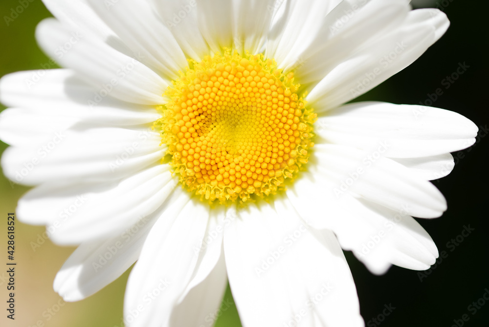 One white daisy flower on a green background in the garden. Close-up. One white daisy flower on a green background in the garden. Close-up.