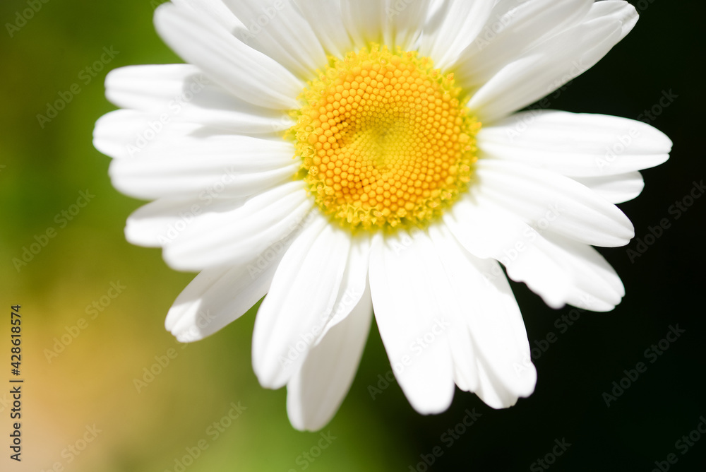 Fototapeta premium One white chamomile flower on a green background in the garden. Close-up.