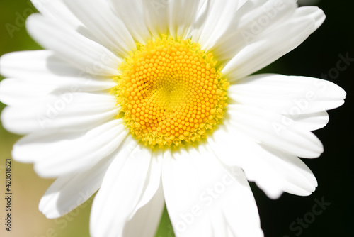 One white daisy flower on a green background in the garden. Close-up.