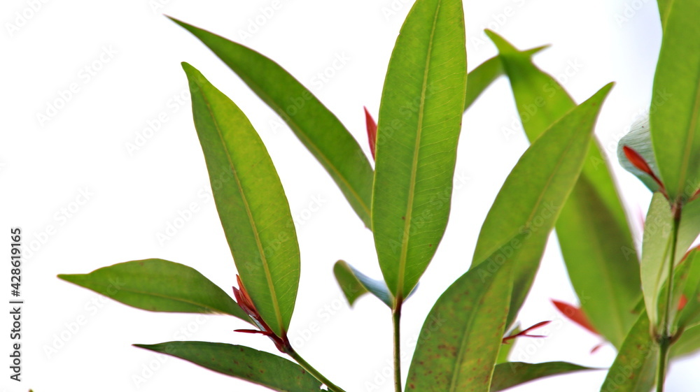 Obraz premium green leaf with blurred background, with white isolation, suitable for background