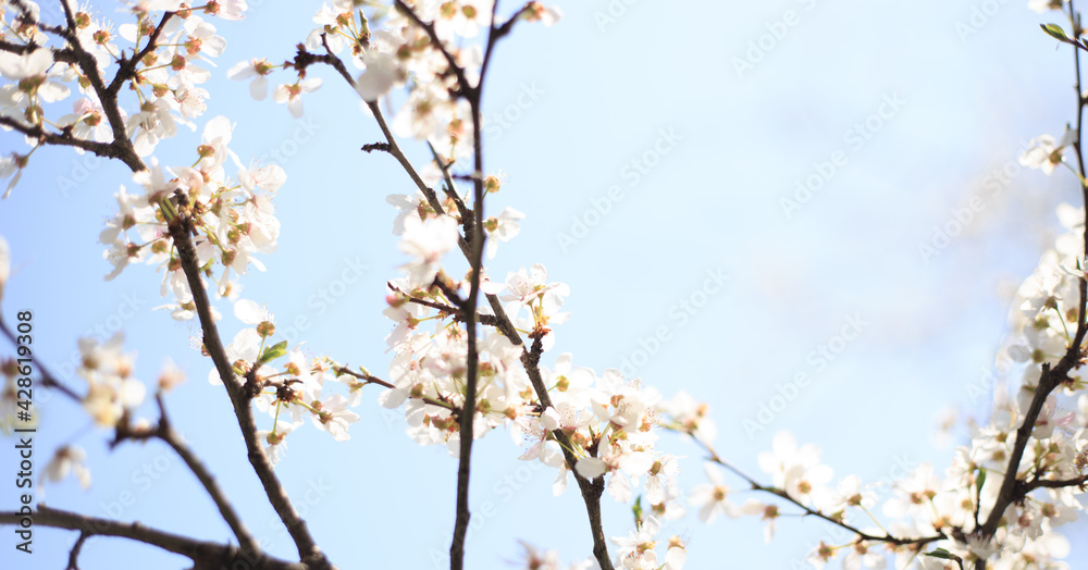 Flowering cherry against a blue sky. Cherry blossoms. Spring background. Flowering cherry against a blue sky. Cherry blossoms. Spring background.