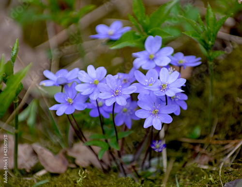 close-up blooming flowers of liverwort in the springtime forest