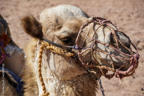 Beautiful camels in the Egyptian desert  photo