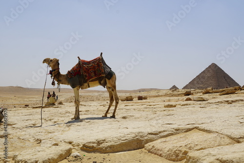 Beautiful camels in the Egyptian desert  photo