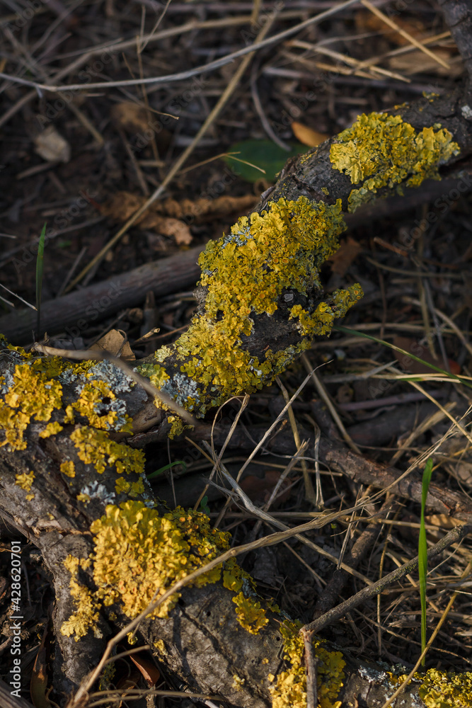 Common lichen on tree branch, forest background. Flora, ecosystem, environment concept.