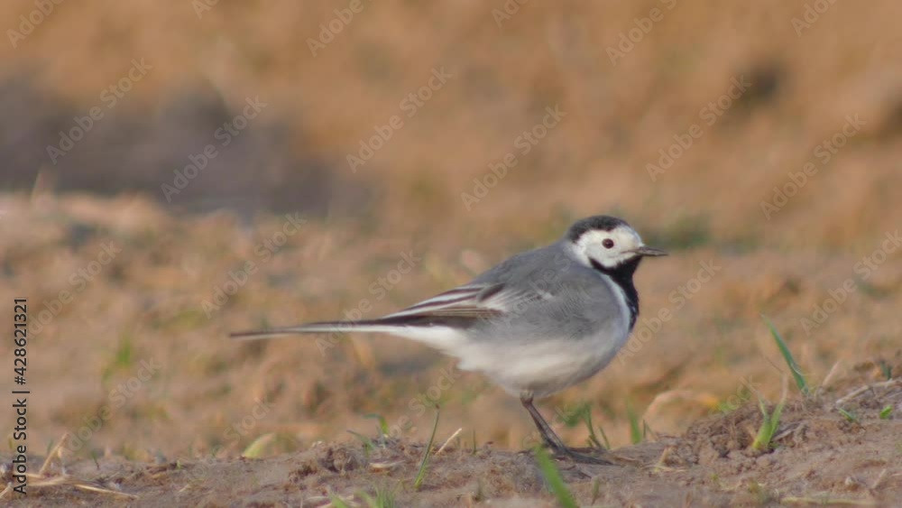 Pied wagtail looking for insects on the ground (Motacilla alba) Pied wagtail looking for insects on the ground (Motacilla alba)