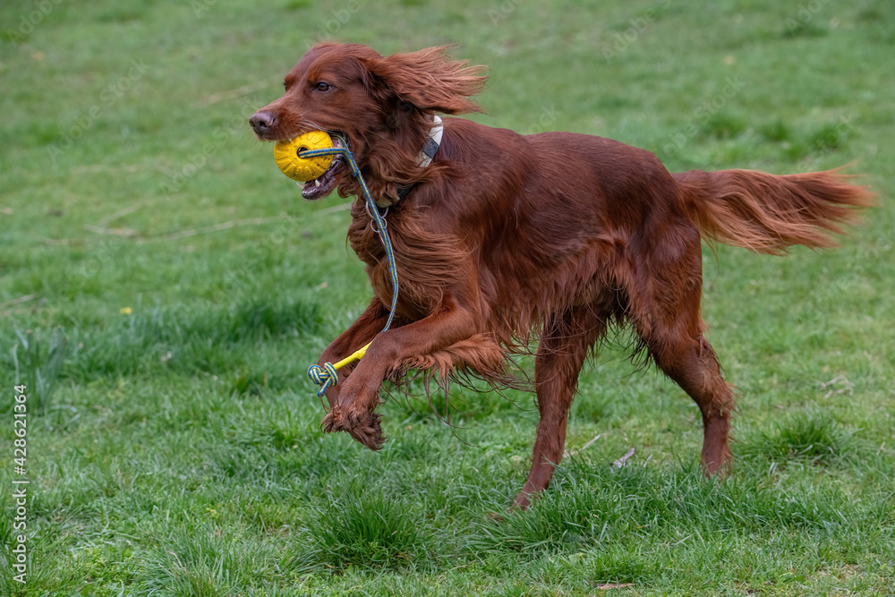 Hunting dog Irish setter running on the grass