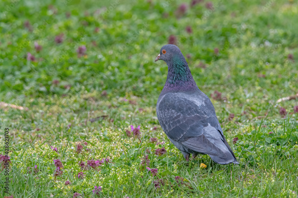 Fototapeta premium Rock dove, common pigeon (Columba livia) in Backyard walking on green grass