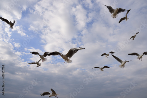 Having settled in the sky in several floors, seagulls fly in different directions in search of food