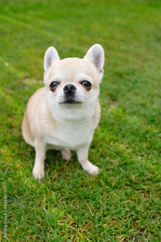 The dog is waiting for the owner on the street. Smooth Chihuahua dog for a walk. Fawn Chihuahua on green grass. The dog is sitting on the lawn. 