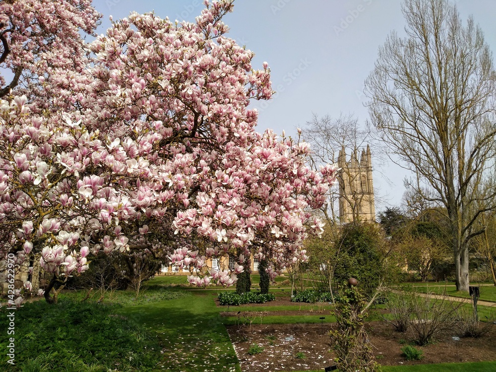 A spring landscape of the city of Oxford with a pink and white magnolia tree in the foreground and the tower of Magdalen college at the University of Oxford in the distance.