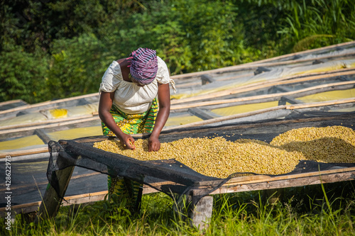 Woman laying coffee beans to dry in Kinunu, Rwanda