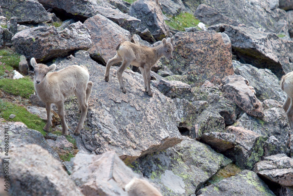 bighorn lambs test their footing on rocky hillside bighorn lambs test their footing on rocky hillside