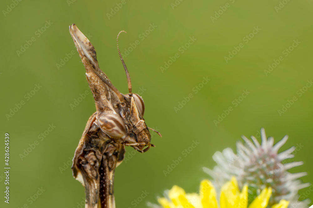 Close up of pair of Beautiful European mantis ( Mantis religiosa ) Close up of pair of Beautiful European mantis ( Mantis religiosa )