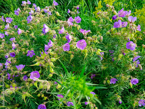 A field of purple wildflowers on a vast pasture in Xilinhot in Inner Mongolia. Endless grassland. The flowers are in a full blossom. Tall grass popping between them. Colorful flowers. photo