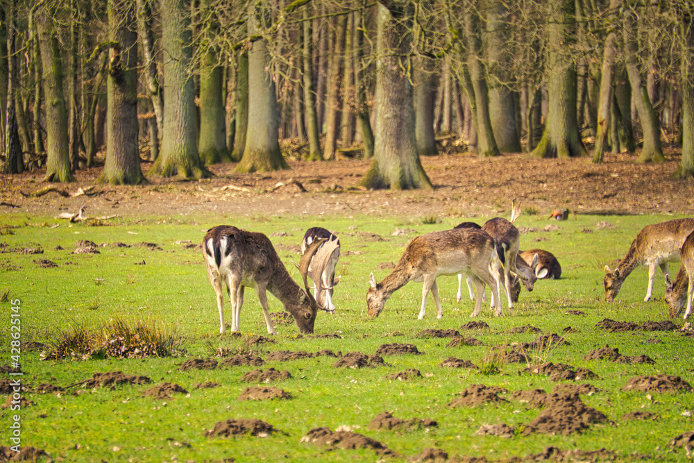 Rotwild in Dülmen