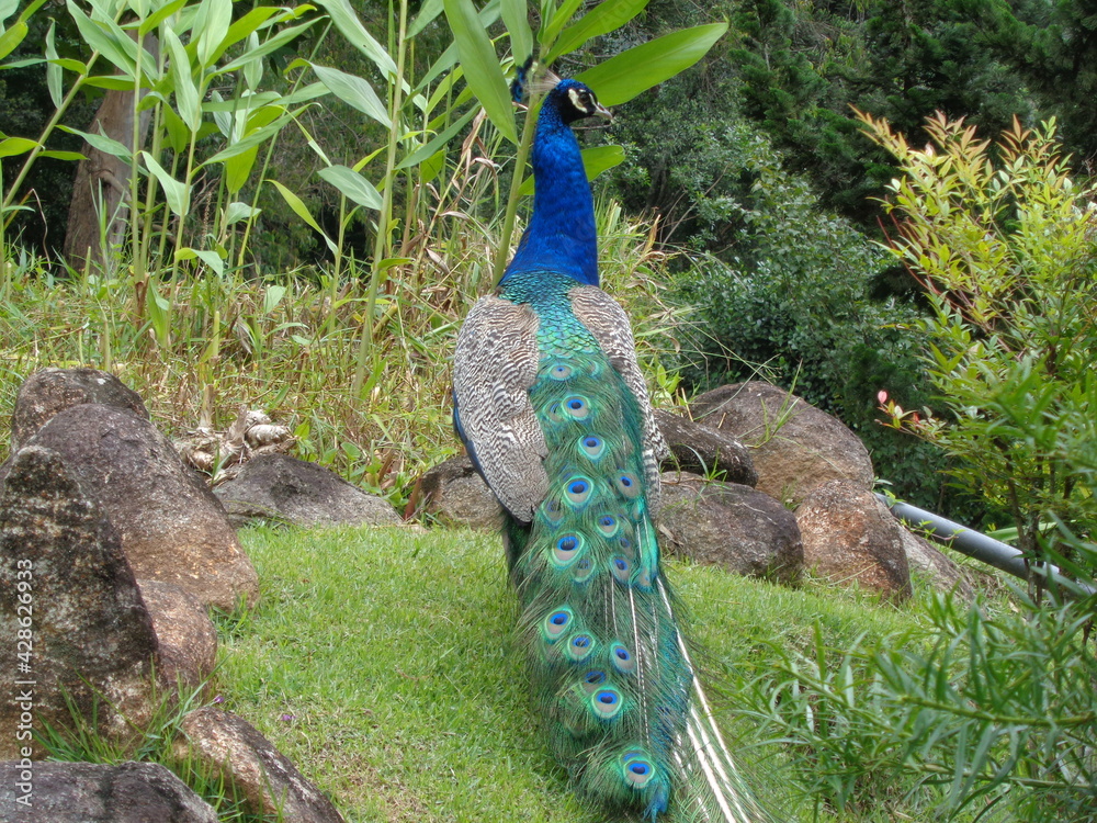 Obraz premium Lindo Pavão