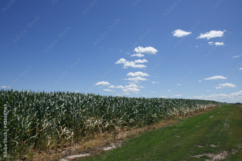 Corn plantation under a clear blue sky on a sunny day. Agricultural landscape.