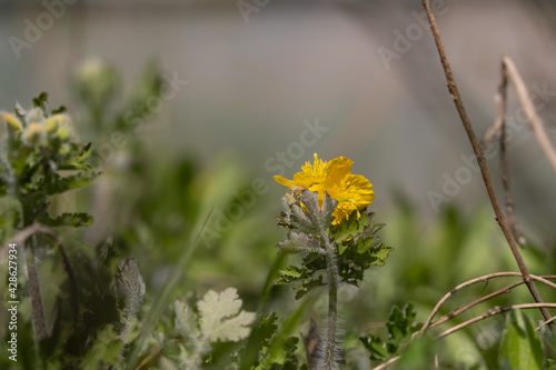 greater clandine, a medicinal plant of the poppy family photo