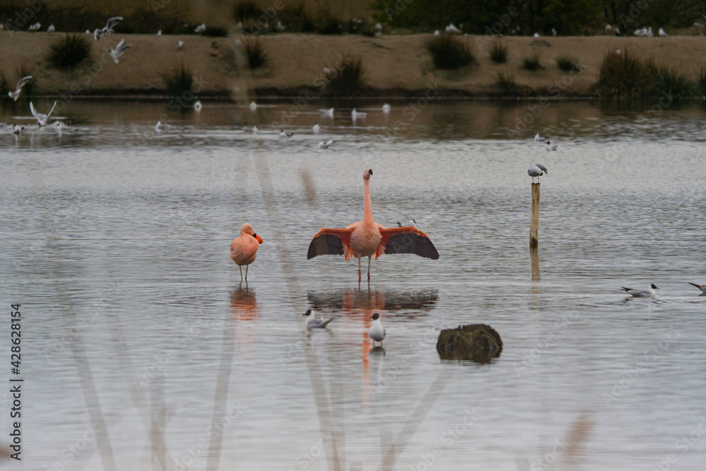 Flamingos Zwillbrocker Venn