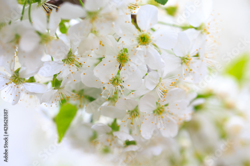 Flowering cherry against a blue sky. Cherry blossoms. Spring background.