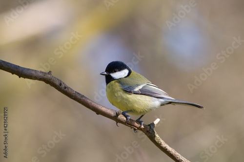 Great tit